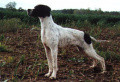 Pedigree MANTA DE LA BETOULE Pedigree MANTA DE LA BETOULE